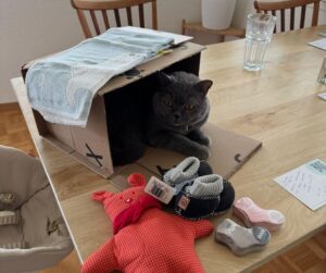 Hauskatze im Karton